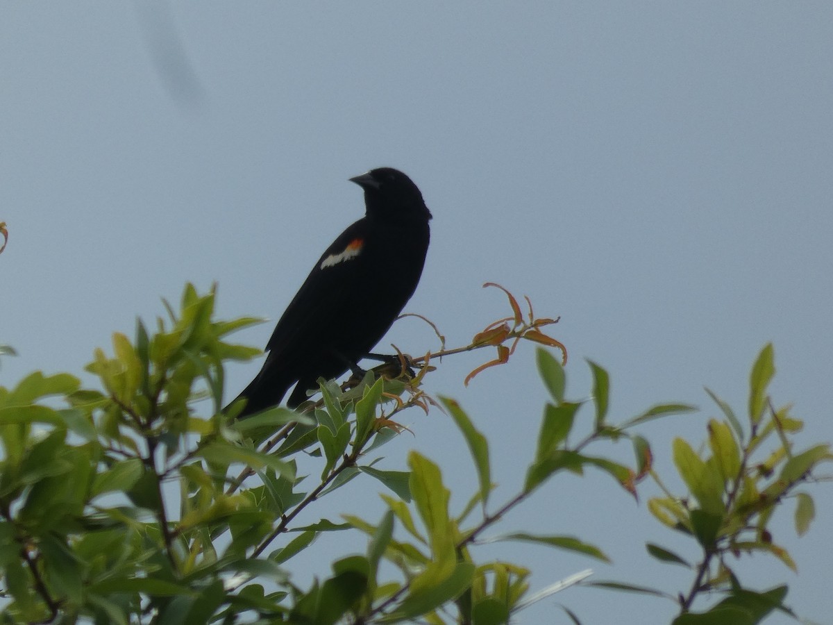 Red-winged Blackbird - ML620496972