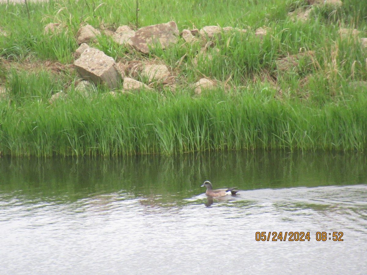 American Wigeon - ML620496977