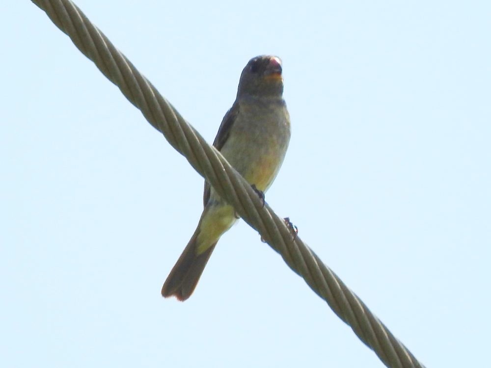 Gray Seedeater - ML620496979