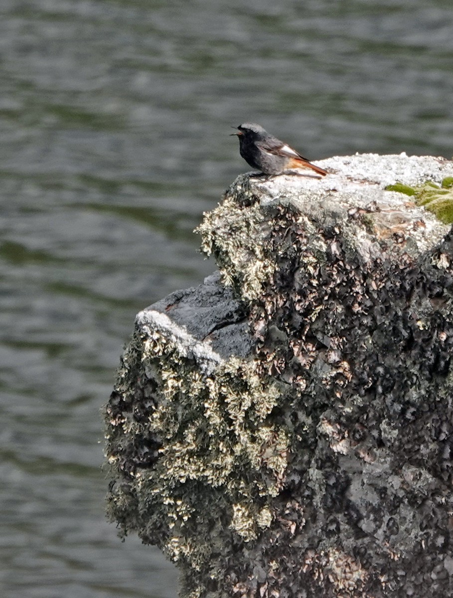 Black Redstart - ML620496984