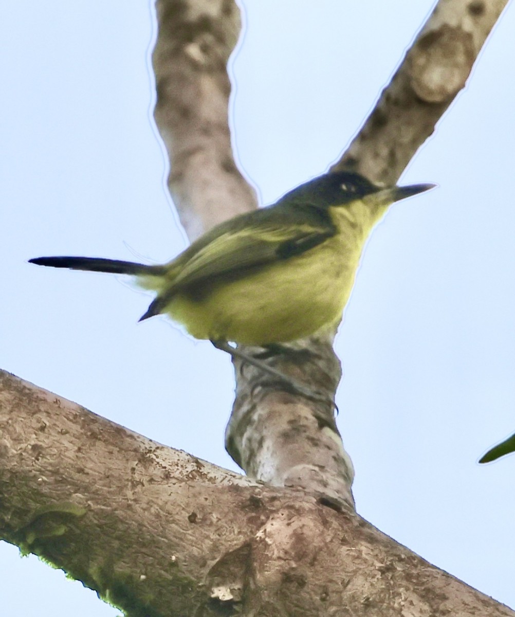 Common Tody-Flycatcher - Debbie Crowley