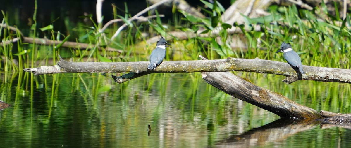 Belted Kingfisher - ML620496996