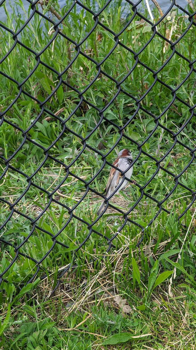 House Sparrow - ML620496998