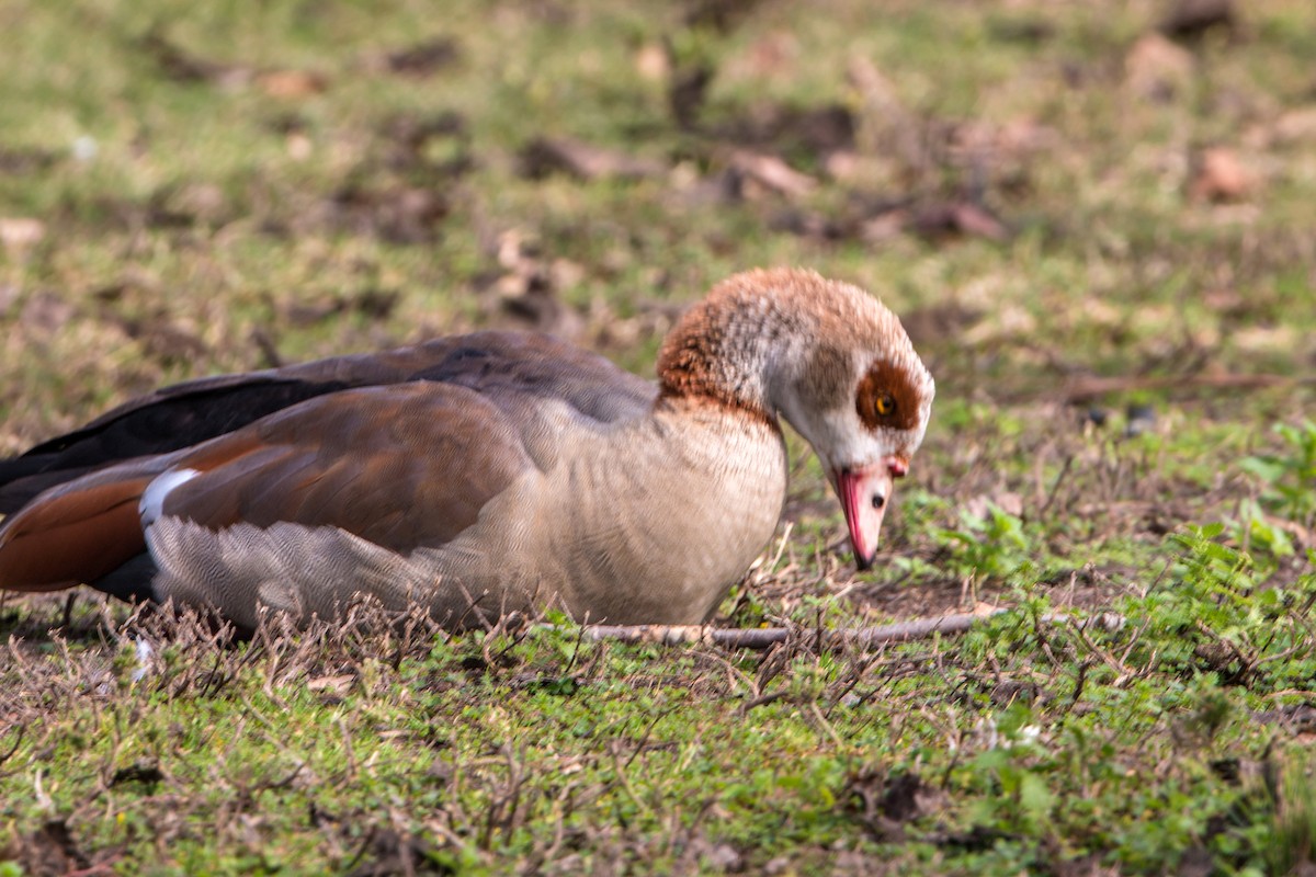 Egyptian Goose - ML620497004