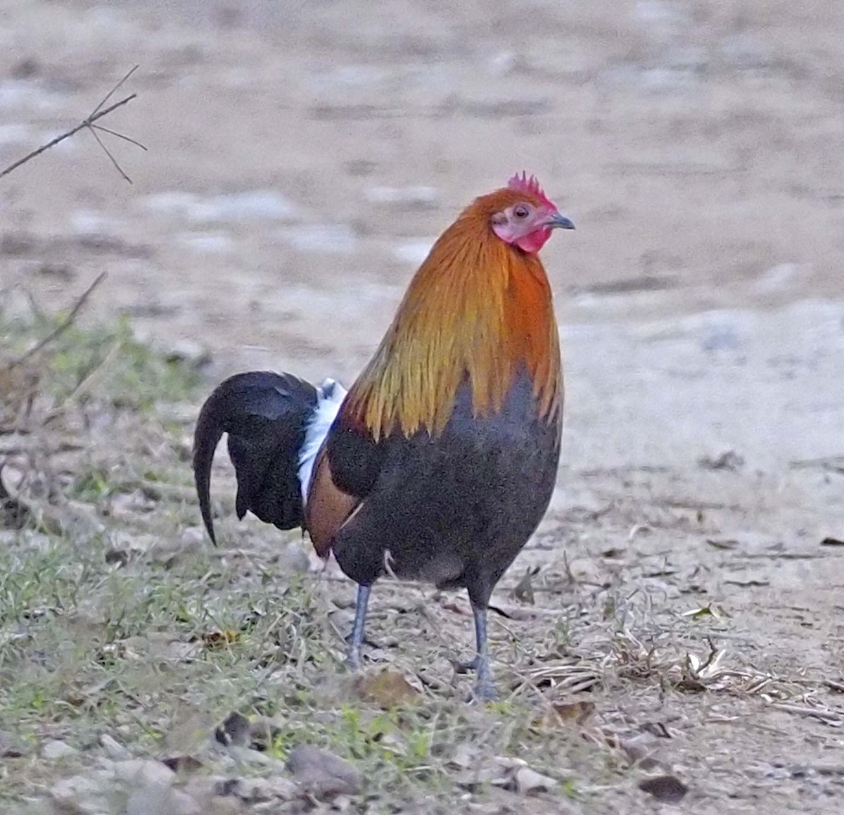 Red Junglefowl - ML620497005