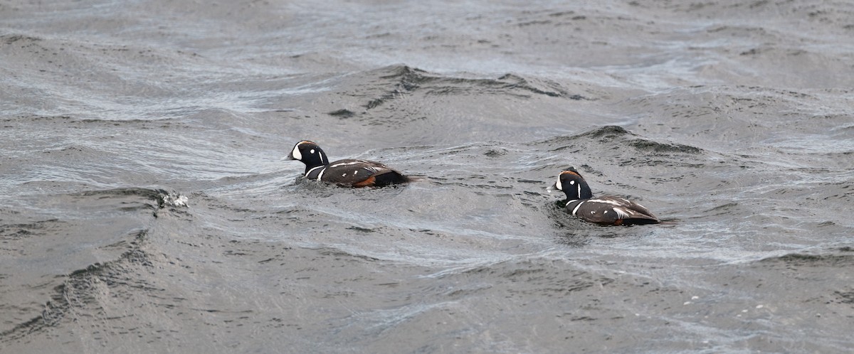 Harlequin Duck - ML620497012