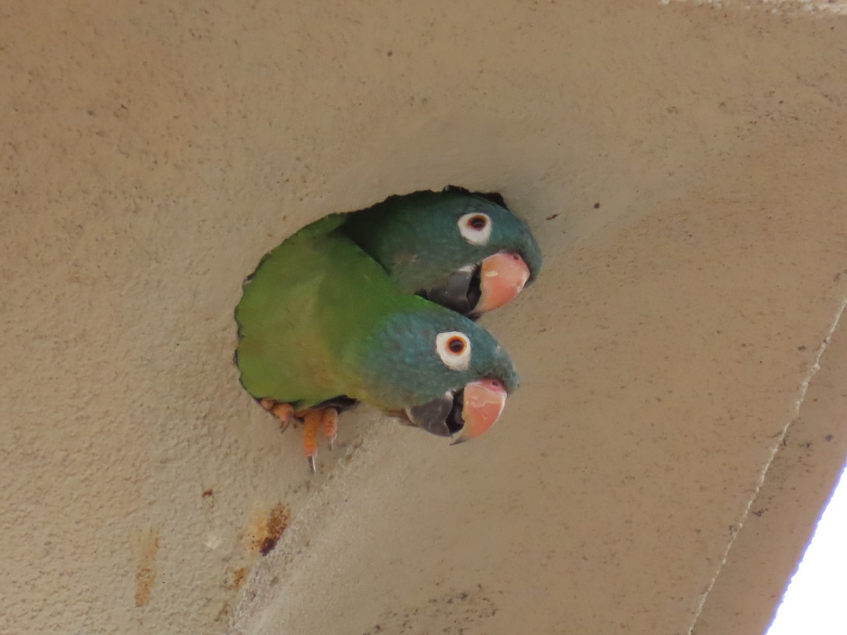 Blue-crowned Parakeet - ML620497014