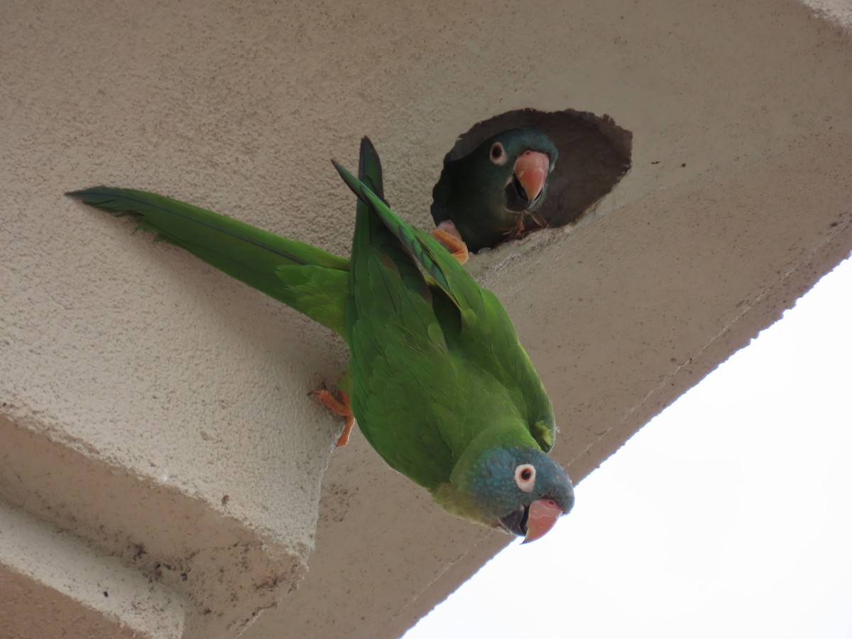 Blue-crowned Parakeet - ML620497016