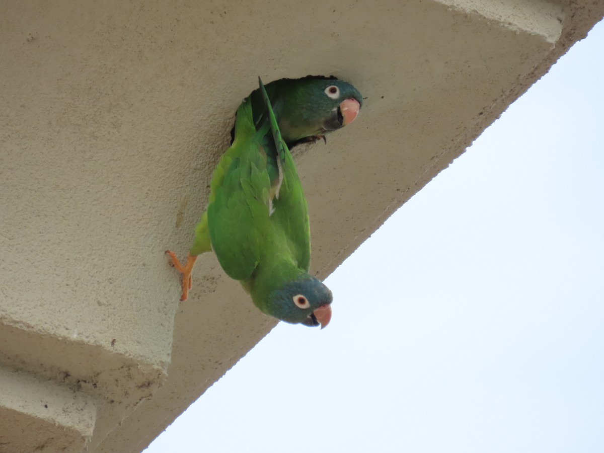 Blue-crowned Parakeet - ML620497020