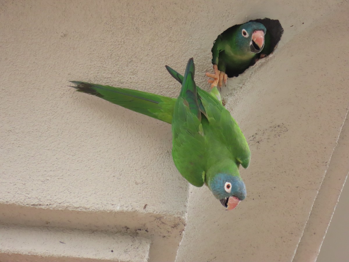 Conure à tête bleue - ML620497021