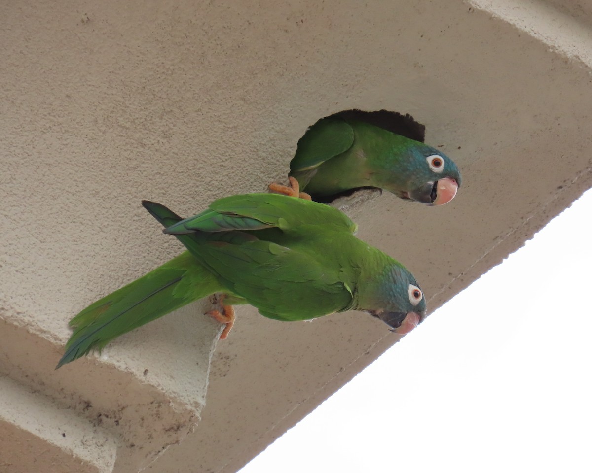 Conure à tête bleue - ML620497025