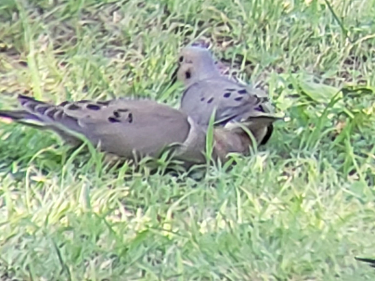 Mourning Dove - ML620497026