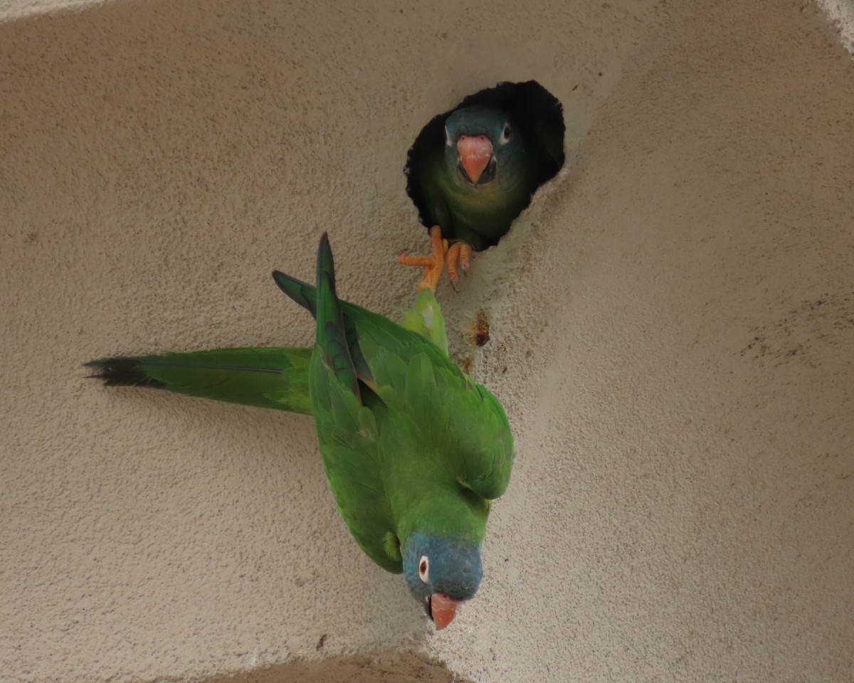 Conure à tête bleue - ML620497027