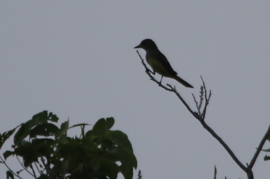 Great Crested Flycatcher - ML620497031