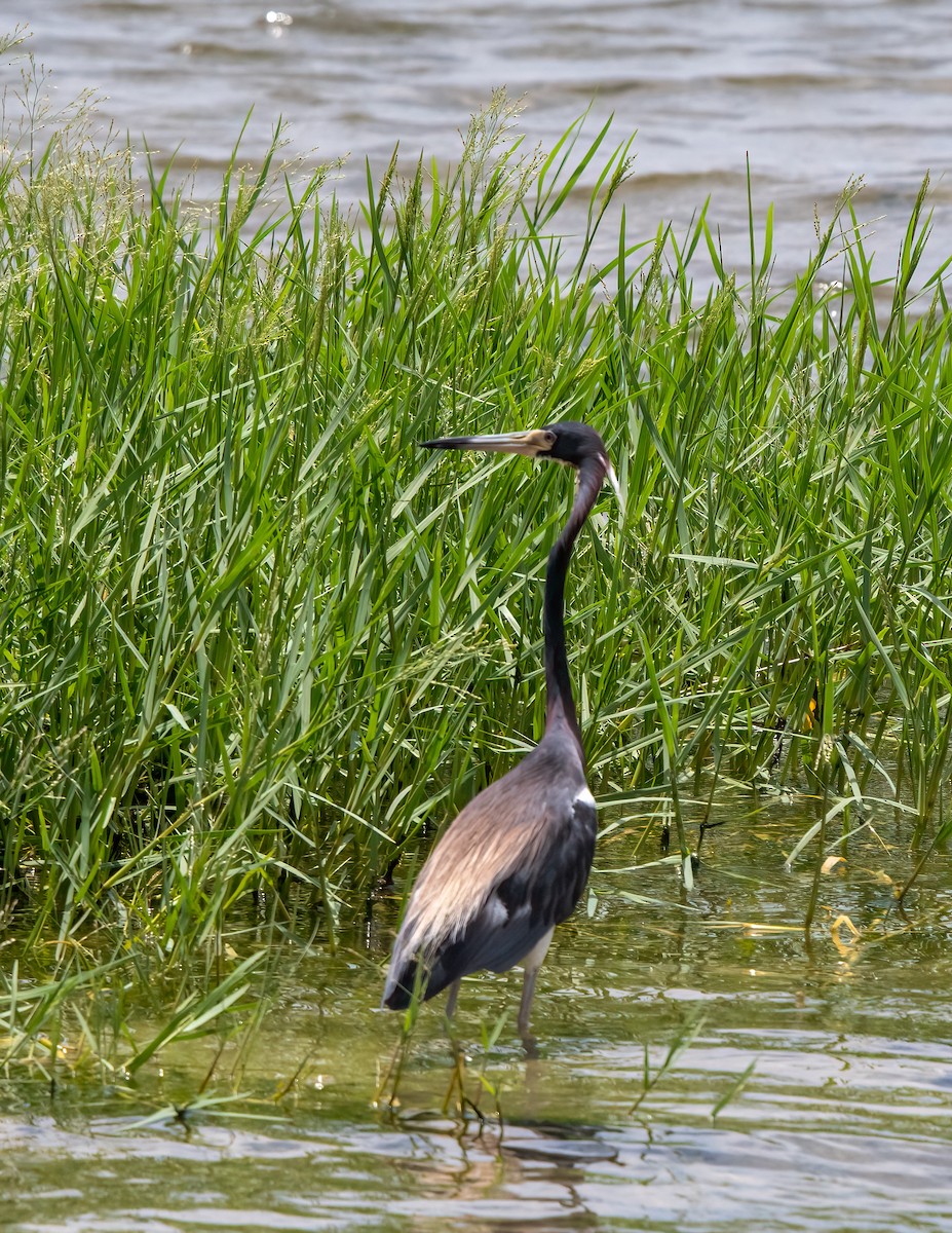 Tricolored Heron - ML620497033