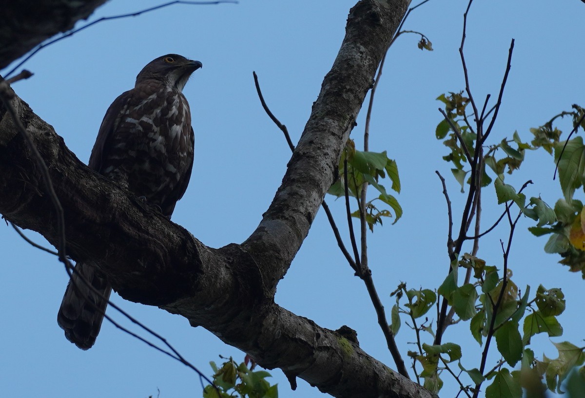 Crested Goshawk - ML620497036