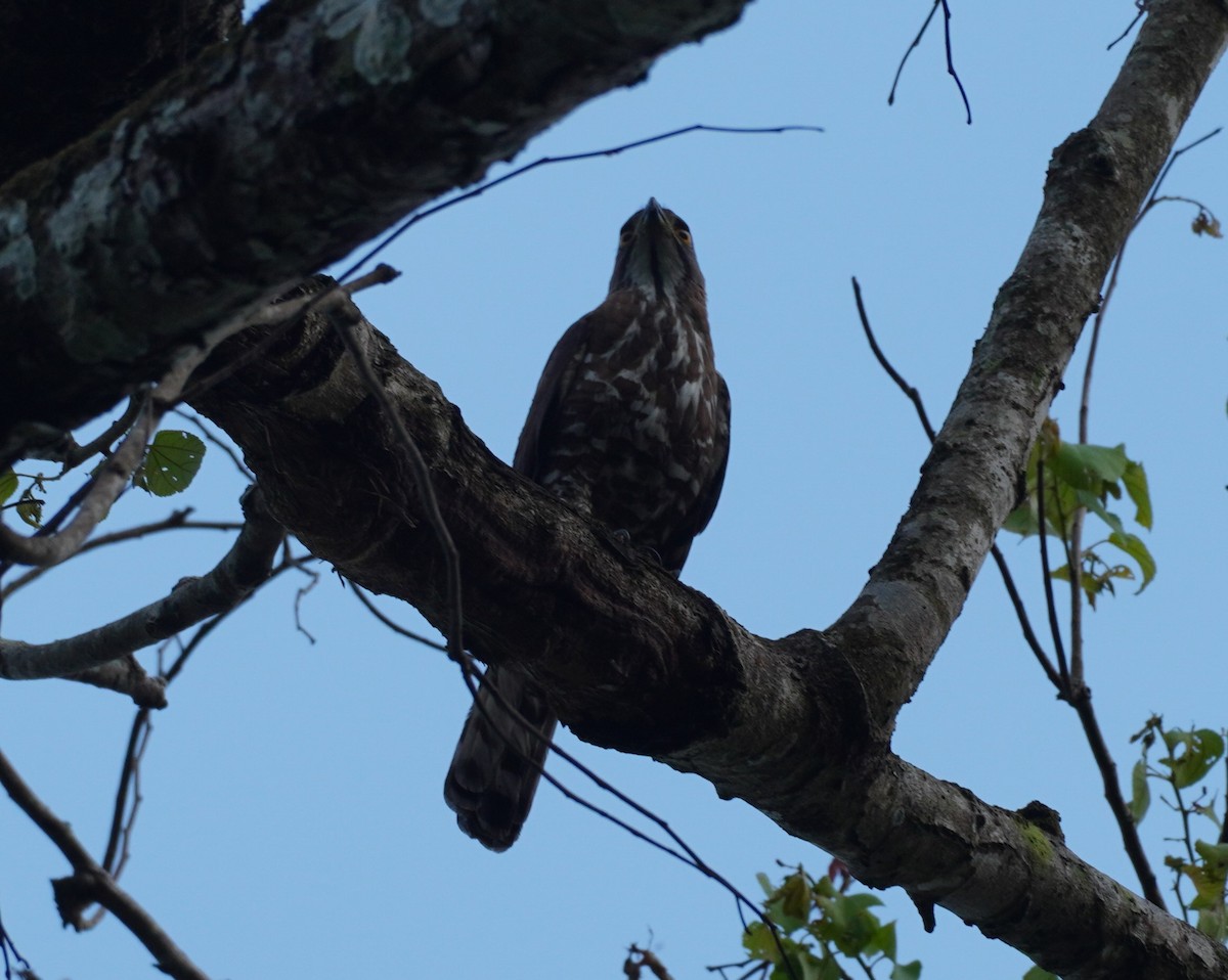 Crested Goshawk - ML620497037