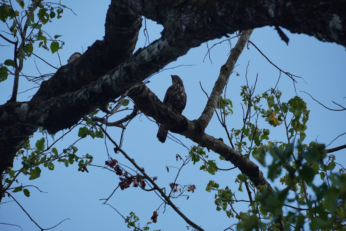 Crested Goshawk - ML620497041