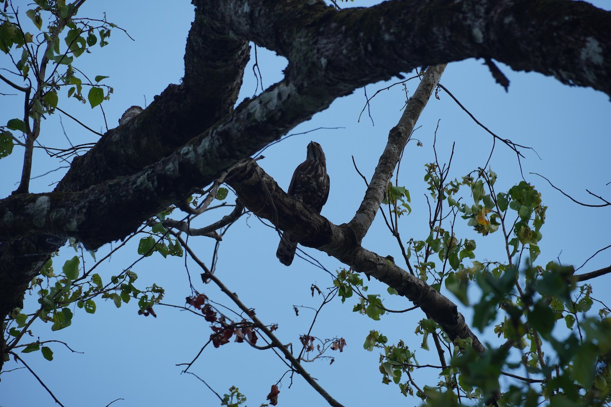 Crested Goshawk - ML620497042