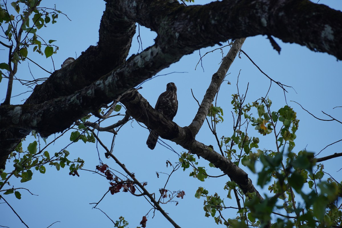 Crested Goshawk - ML620497047