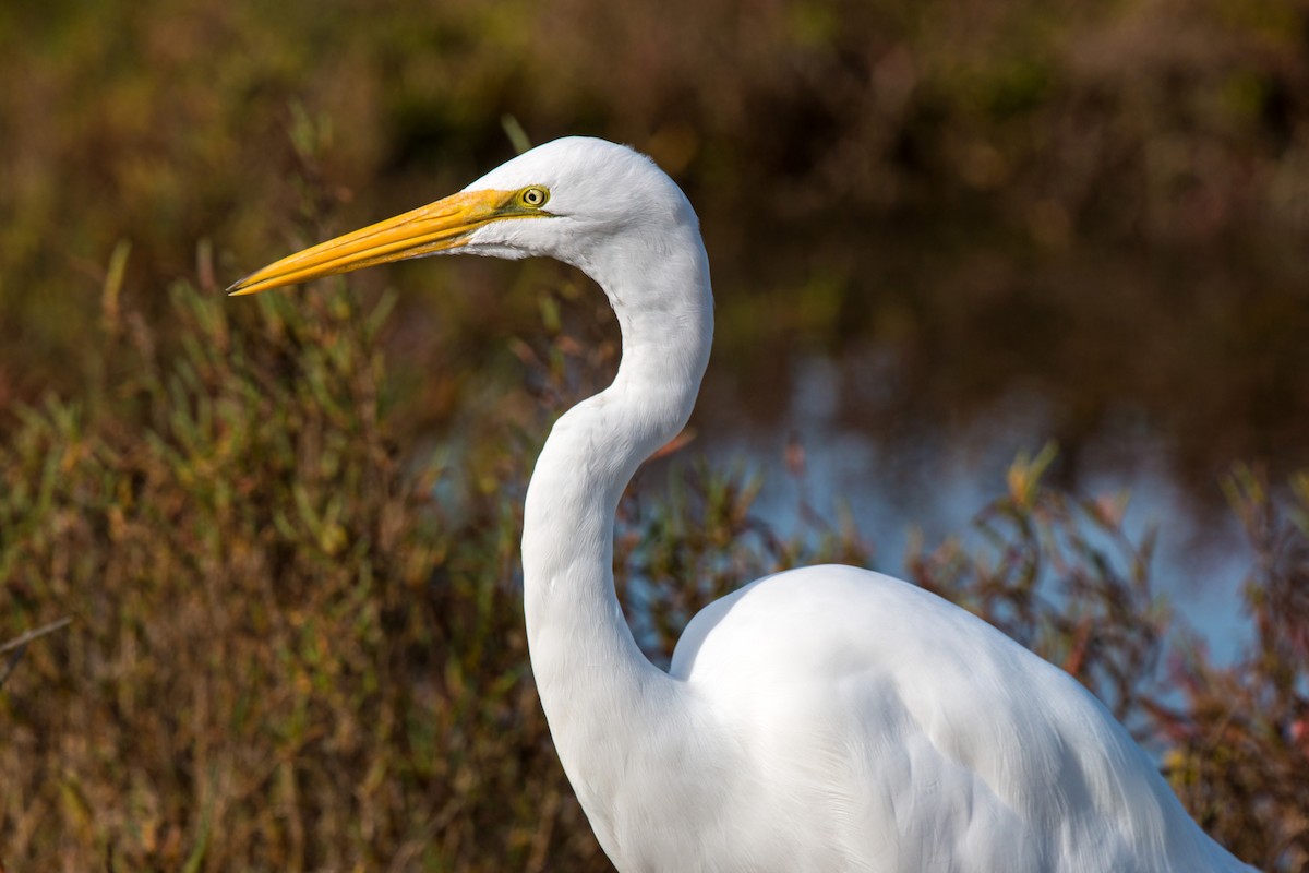 Great Egret - ML620497050