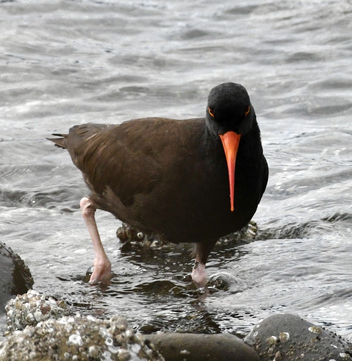 Black Oystercatcher - ML620497054