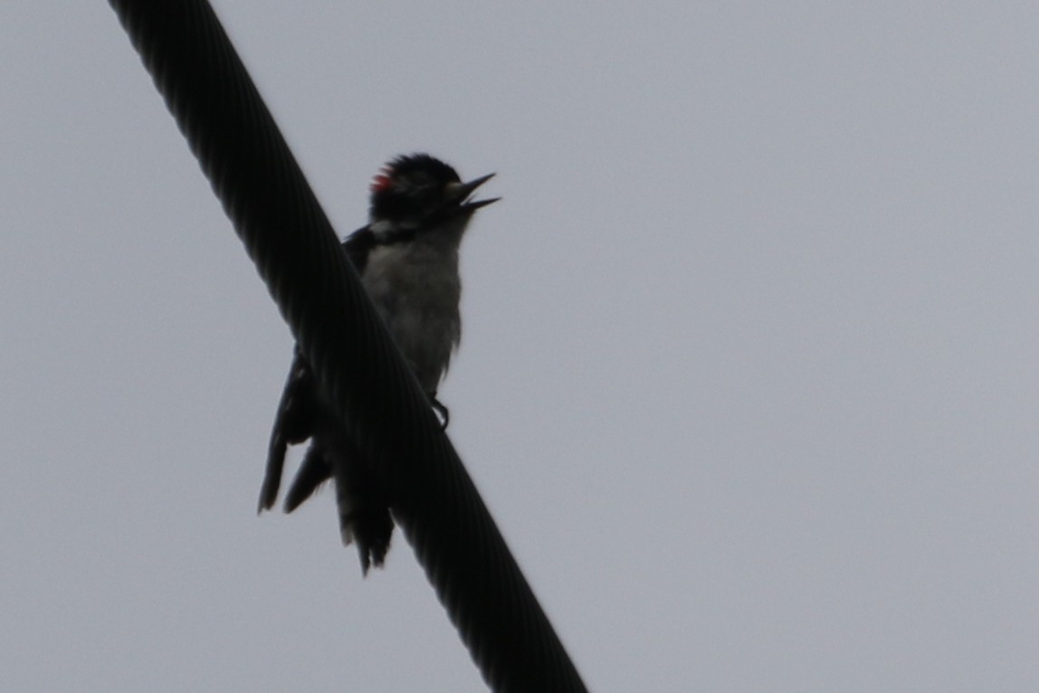 Downy Woodpecker - ML620497057