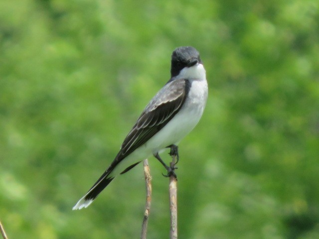 Eastern Kingbird - ML620497059