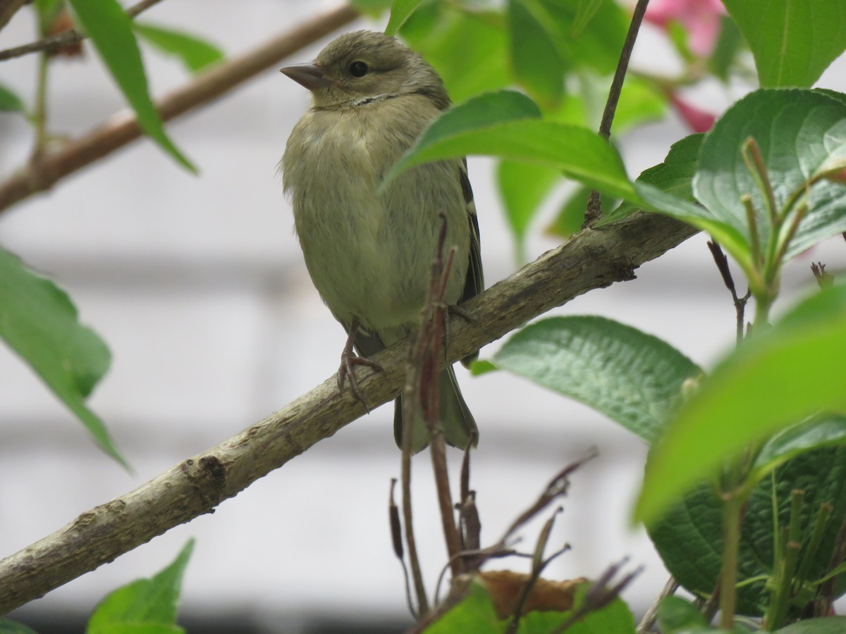 Common Chaffinch - ML620497065