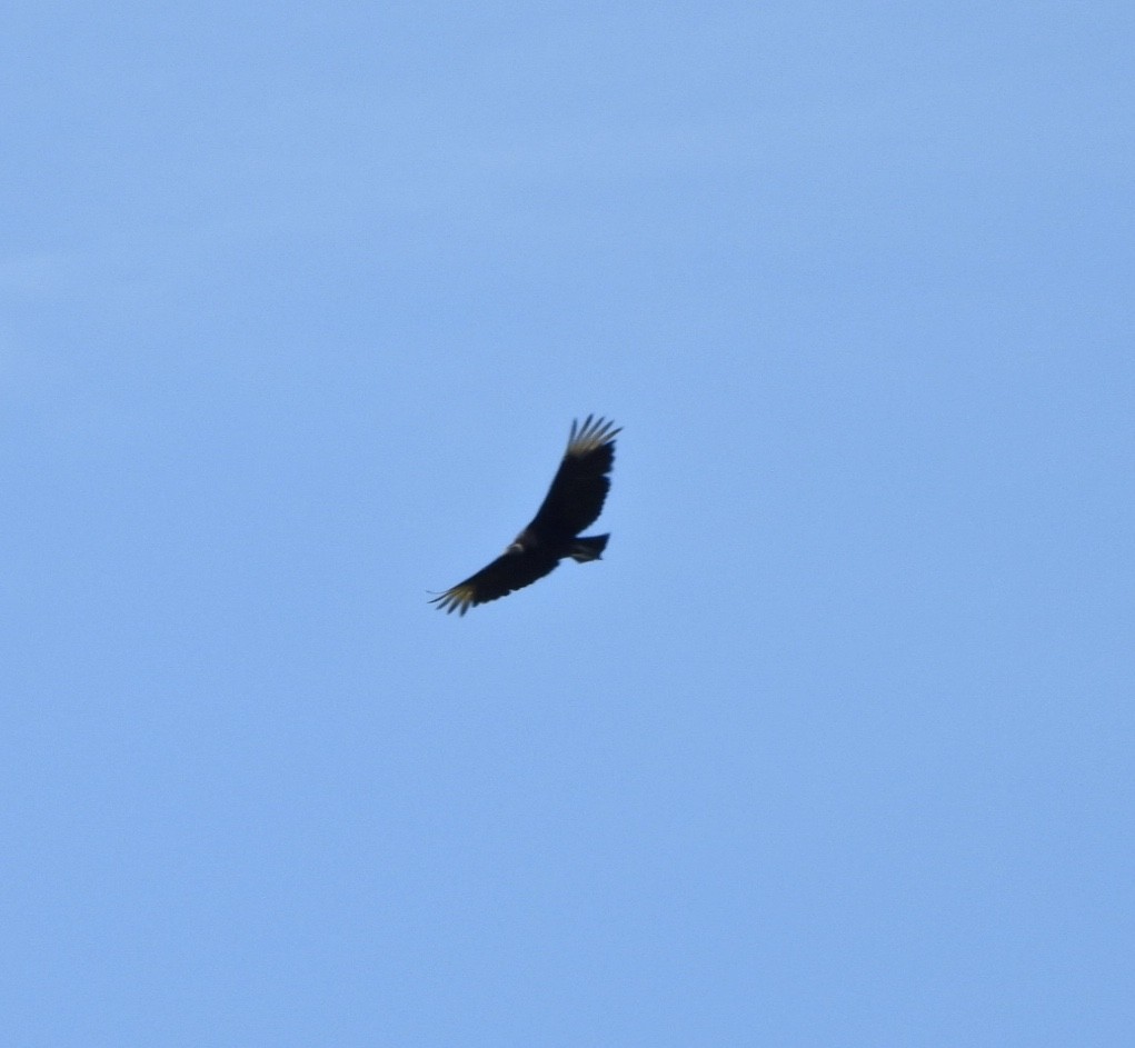 Black Vulture - ML620497066