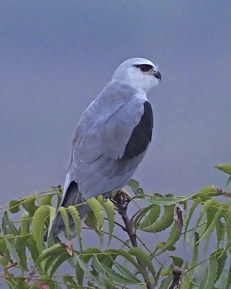 黑翅鳶 - ML620497068