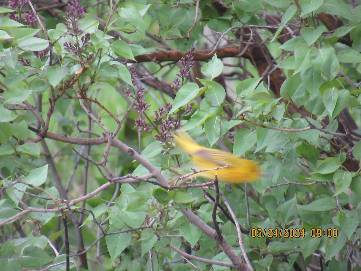 Yellow Warbler - ML620497070