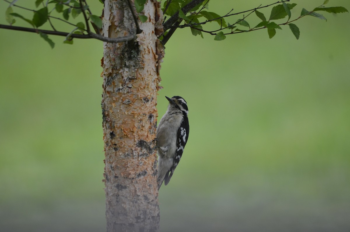 Downy Woodpecker - ML620497076