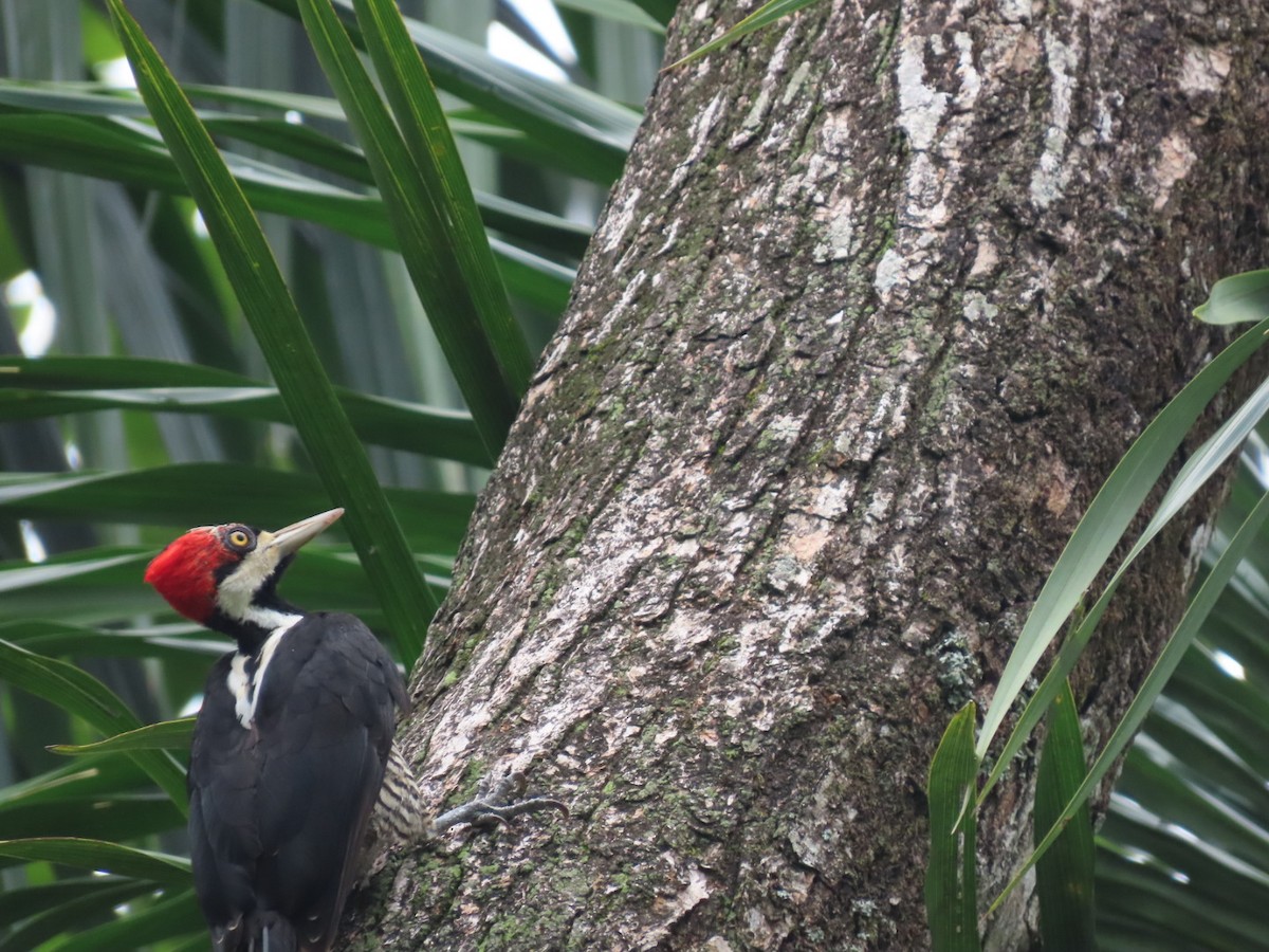 Crimson-crested Woodpecker - ML620497077