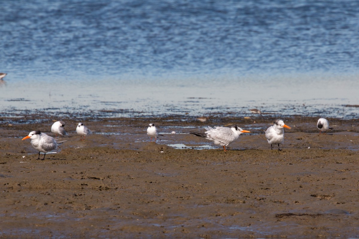 Forster's Tern - William Clark