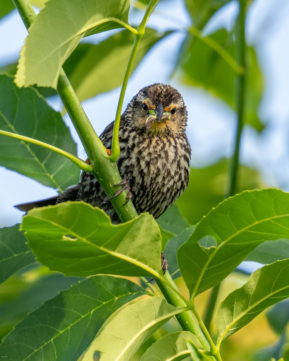 Red-winged Blackbird - ML620497088