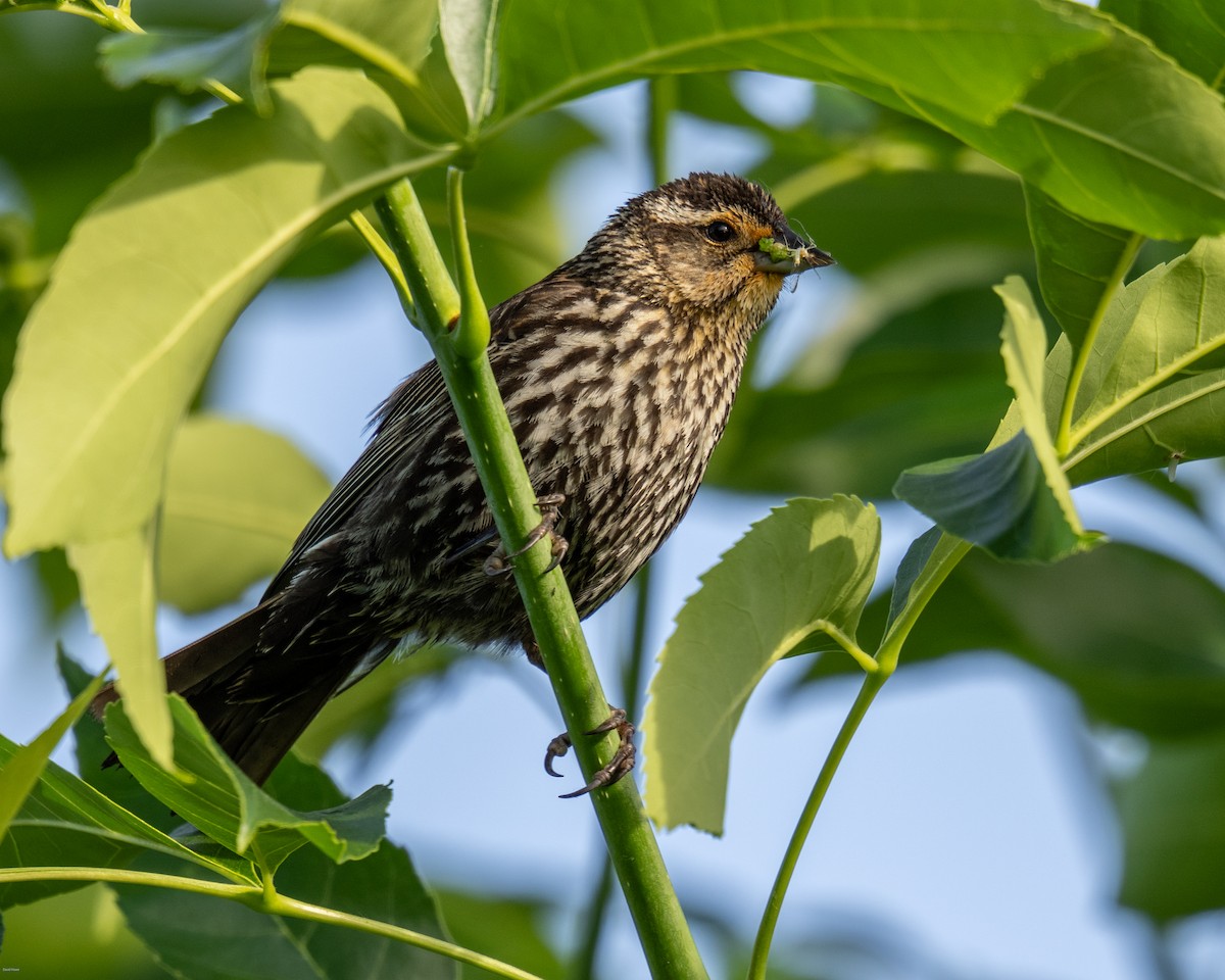 Red-winged Blackbird - David Howe & Rosanne Dawson