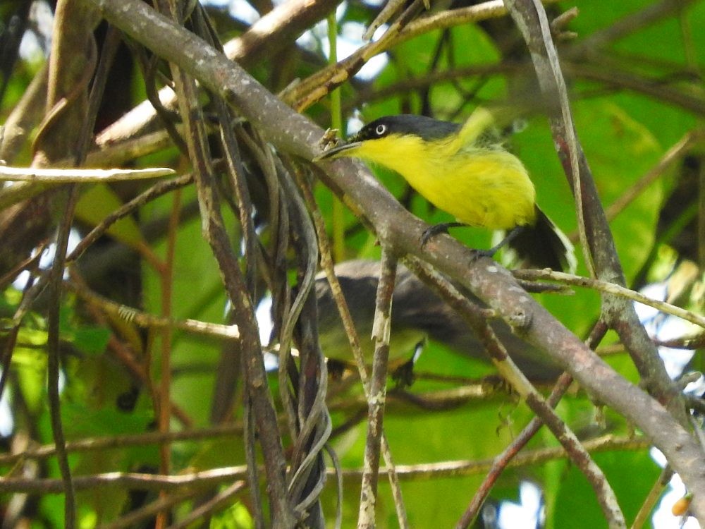 Common Tody-Flycatcher - ML620497091