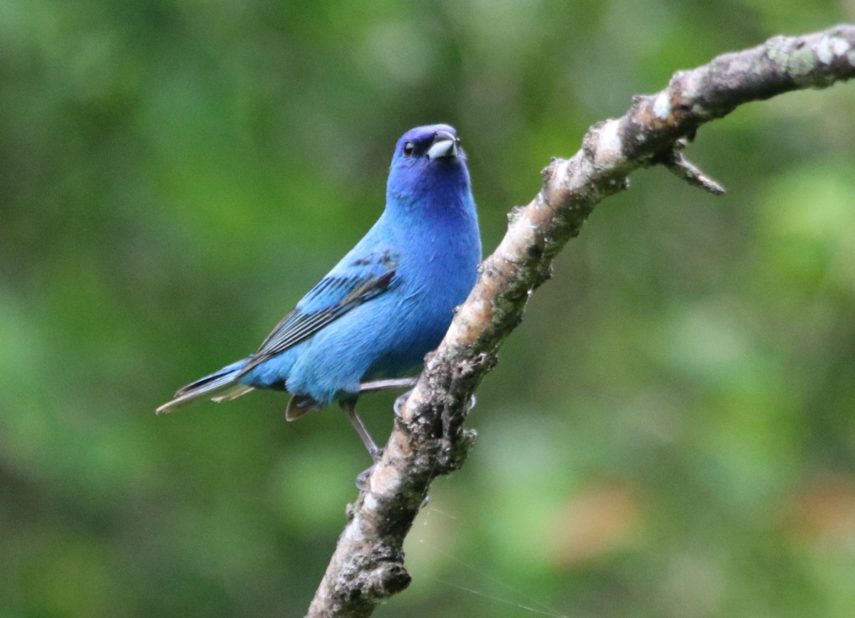 Indigo Bunting - ML620497100