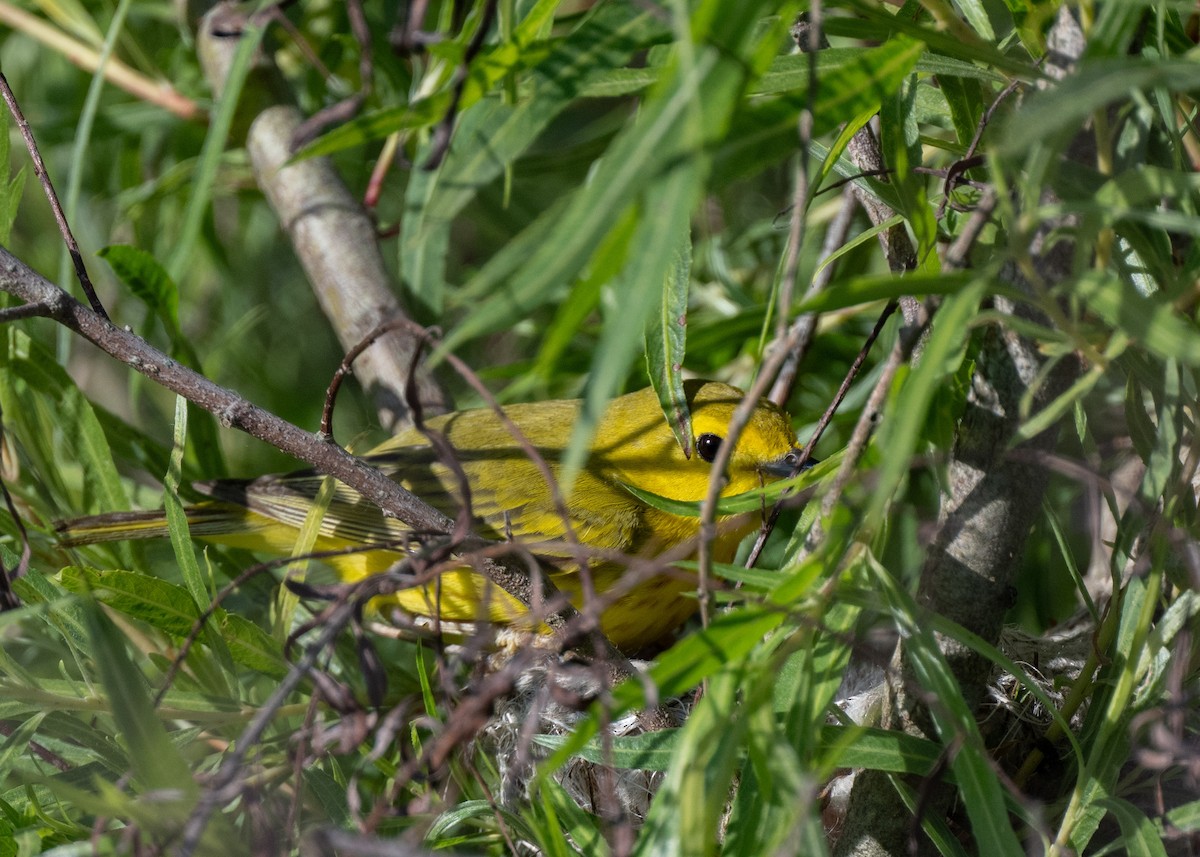 Yellow Warbler - ML620497101