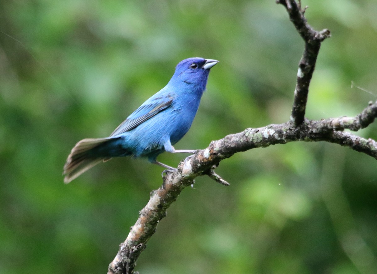 Indigo Bunting - ML620497104