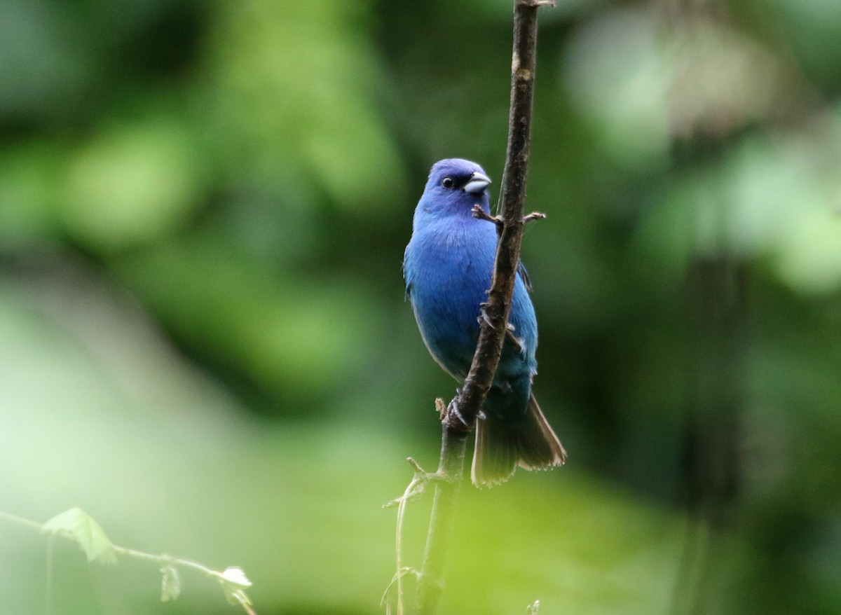 Indigo Bunting - ML620497107