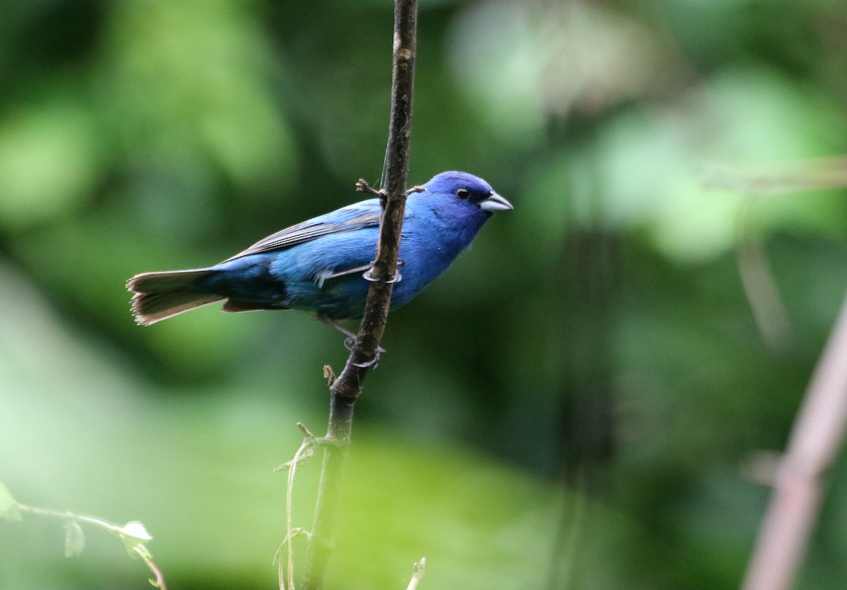 Indigo Bunting - ML620497110