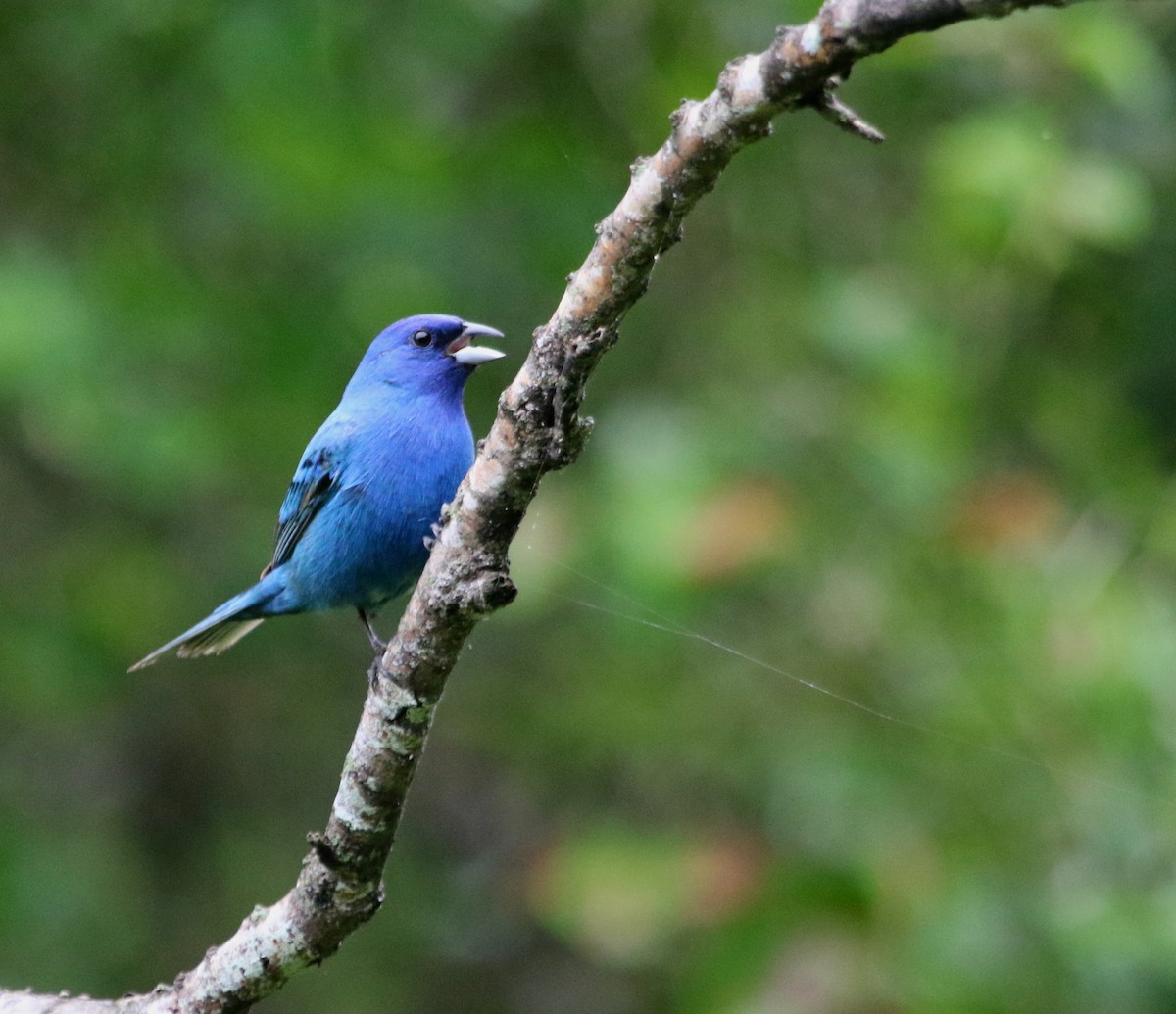 Indigo Bunting - ML620497111