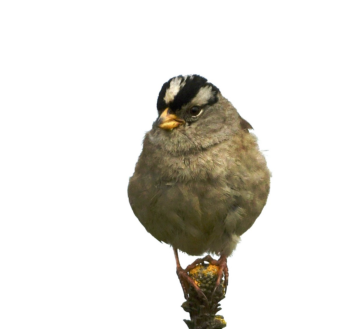 White-crowned Sparrow - ML620497112