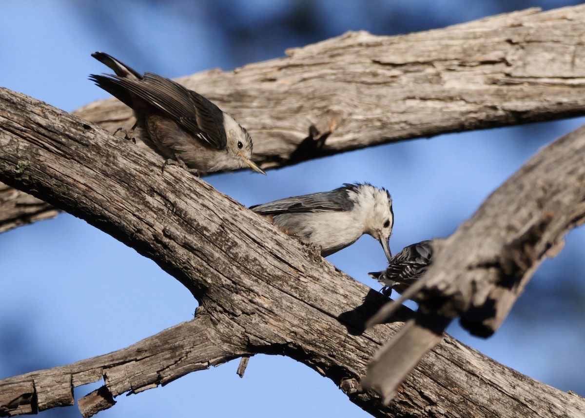 White-breasted Nuthatch - ML620497115