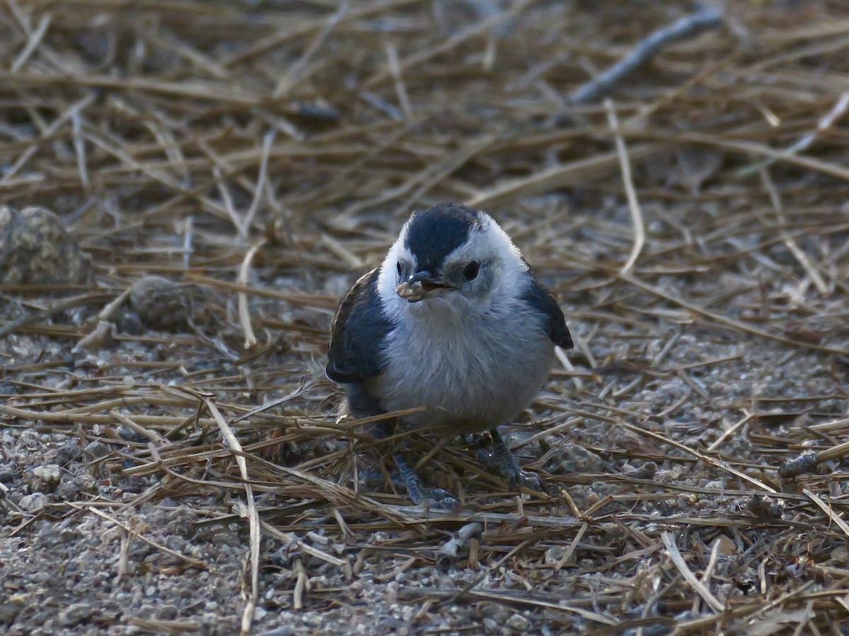 White-breasted Nuthatch - ML620497116