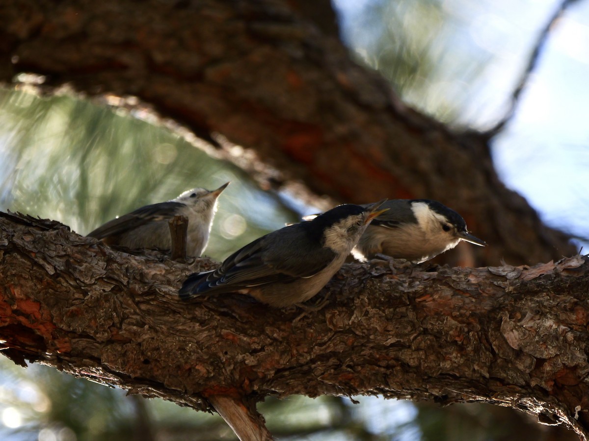 White-breasted Nuthatch - ML620497117