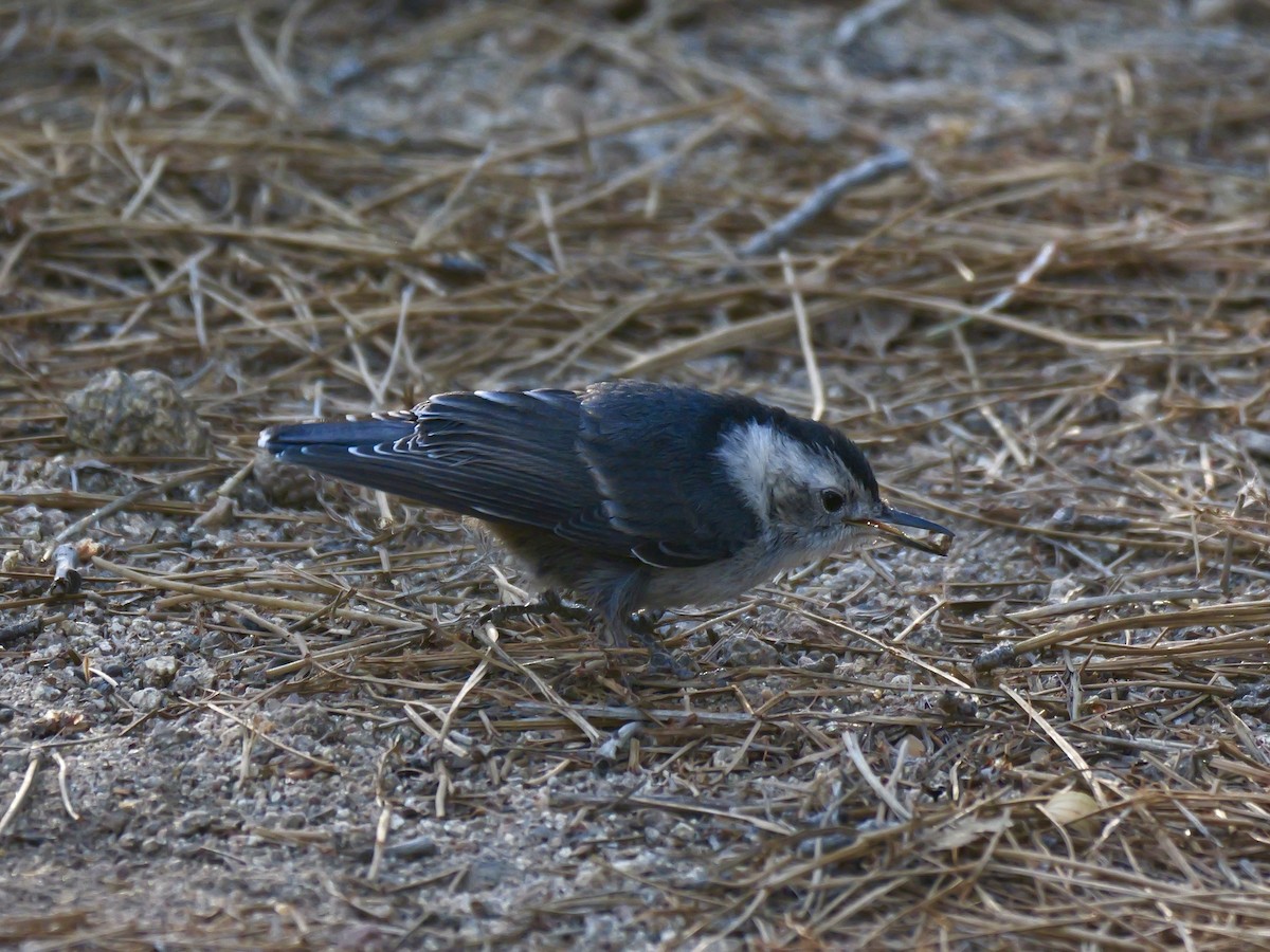 White-breasted Nuthatch - ML620497118