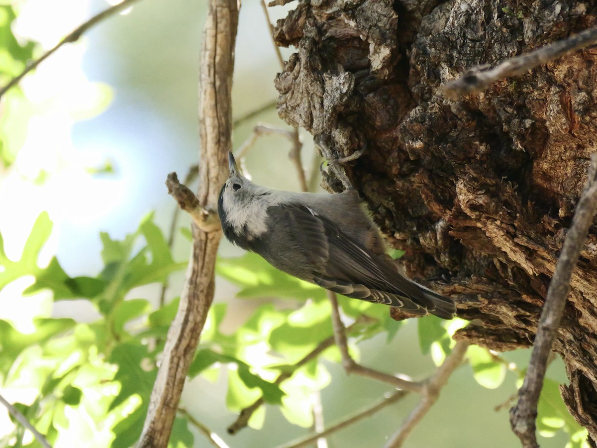 White-breasted Nuthatch - ML620497119